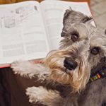 Schnauzer : guide race de chien