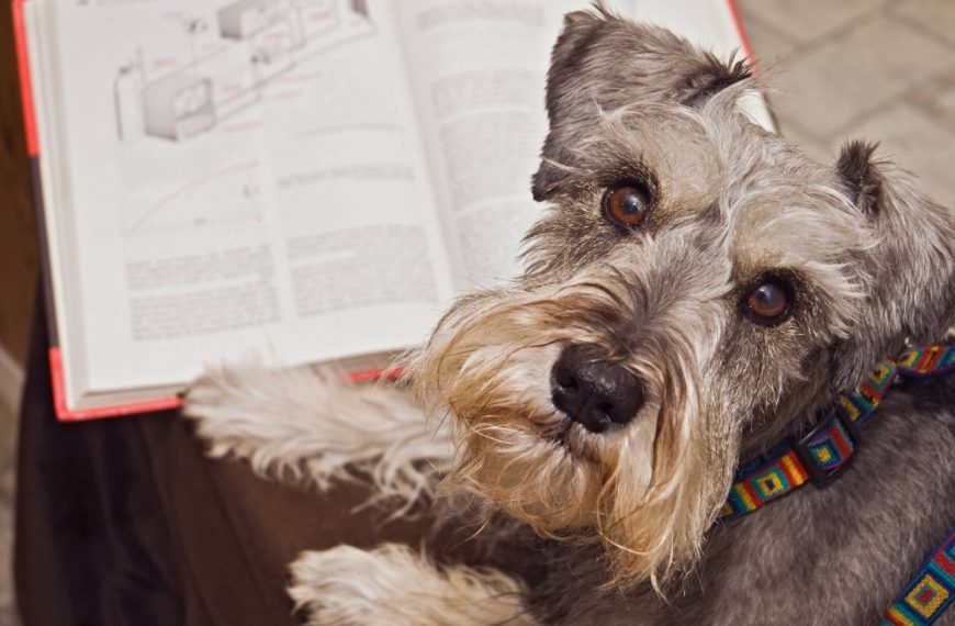 Schnauzer : guide race de chien