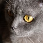 Scottish Fold : guide race de chat