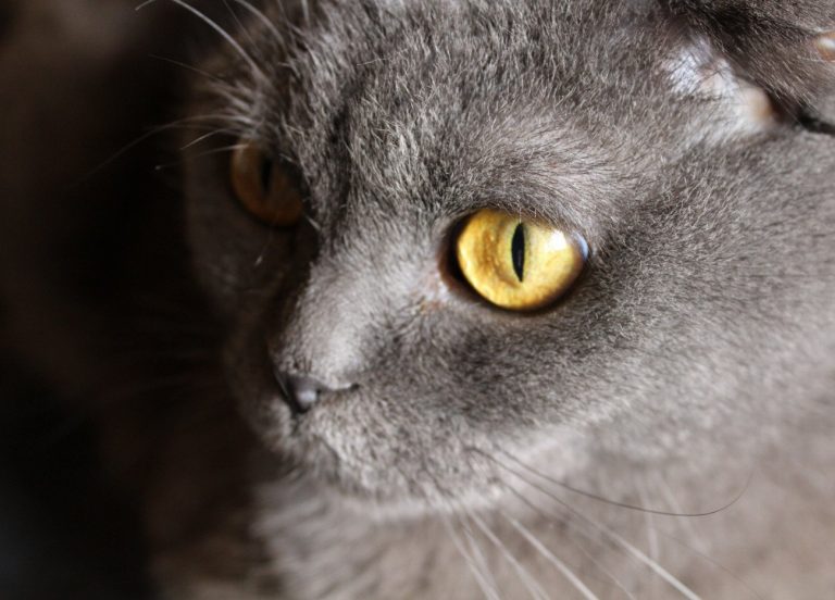Scottish Fold : guide race de chat
