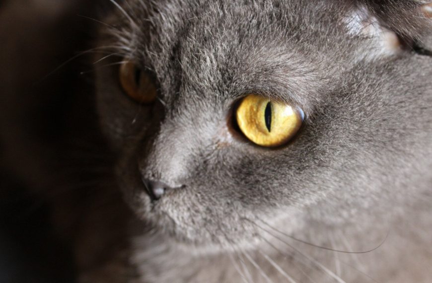 Scottish Fold : guide race de chat