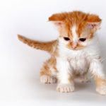 Selkirk Rex : guide race de chat