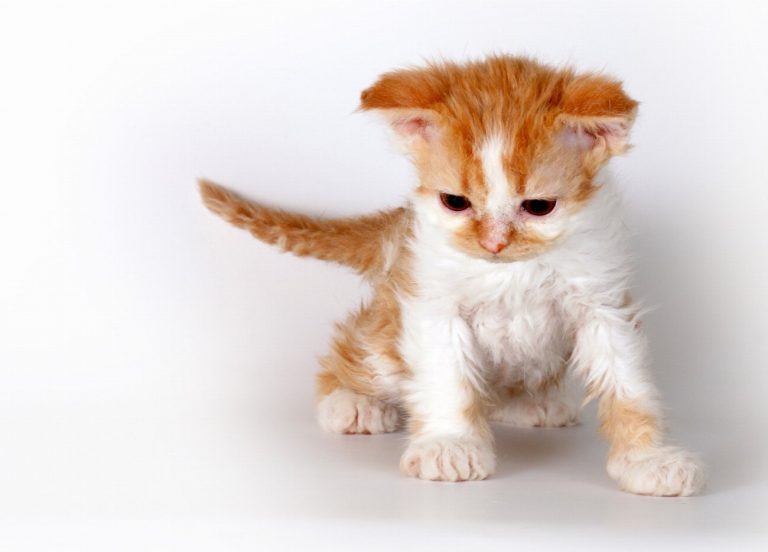 Selkirk Rex : guide race de chat