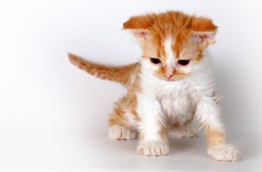 Selkirk Rex : guide race de chat
