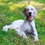 Setter Anglais : guide race de chien
