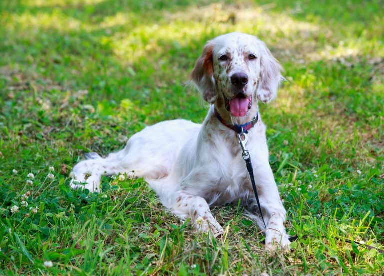 Setter Anglais : guide race de chien