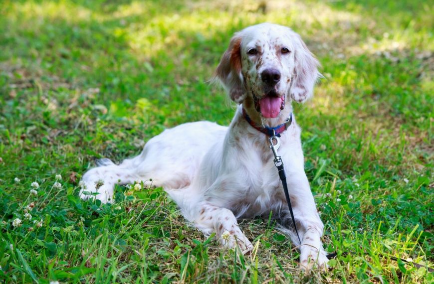Setter Anglais : guide race de chien