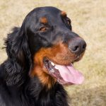 Setter Gordon : guide race de chien