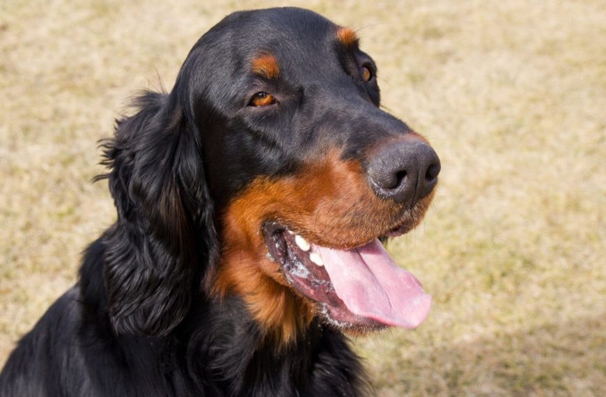Setter Gordon : guide race de chien