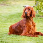 Setter Irlandais Rouge : guide race de chien