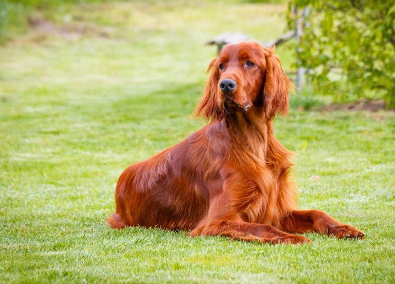 Setter Irlandais Rouge : guide race de chien