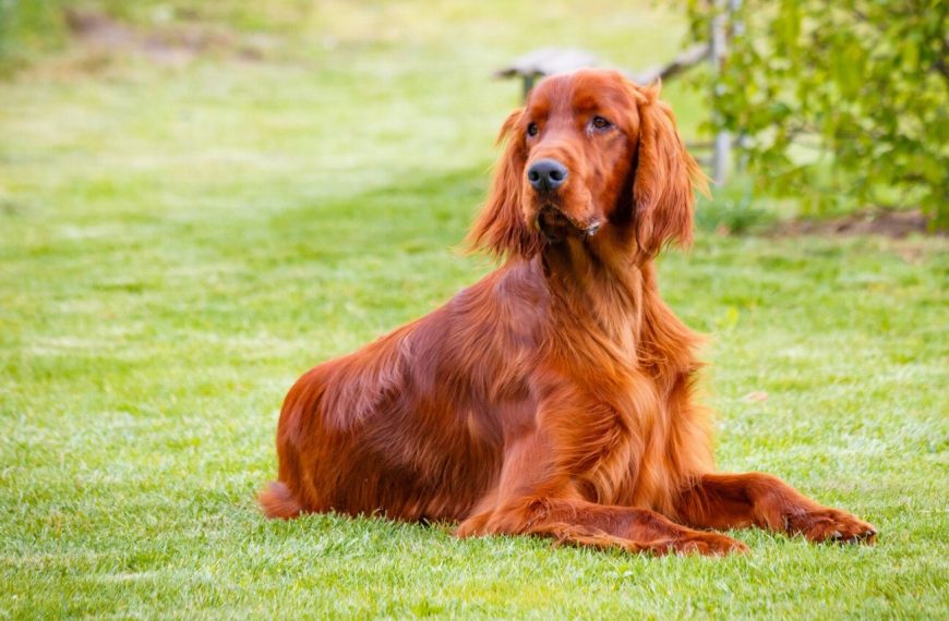 Setter Irlandais Rouge : guide race de chien