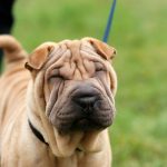 Shar-Pei : guide race de chien