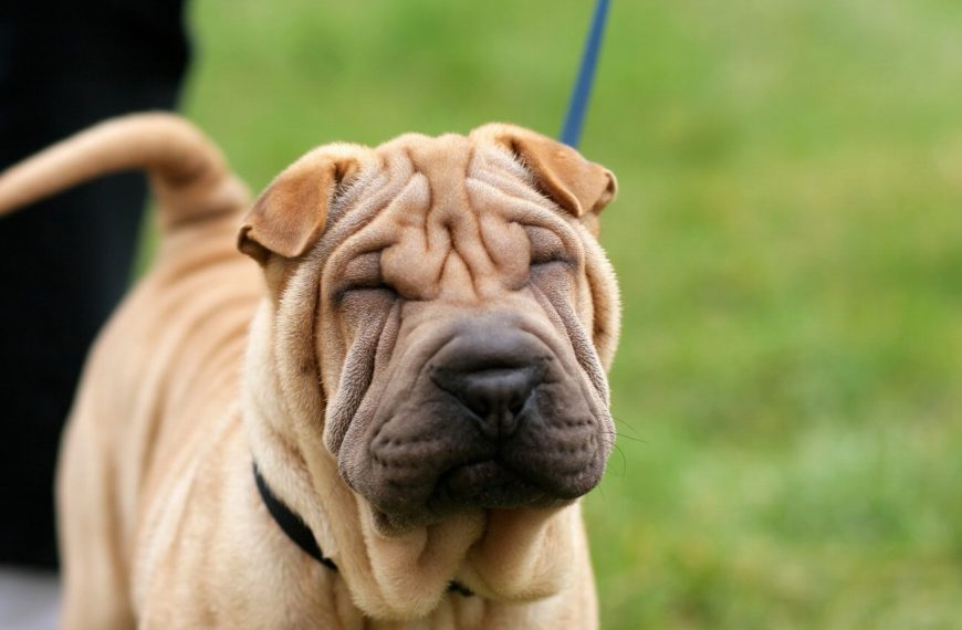Shar-Pei : guide race de chien