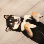 Shiba Inu : guide race de chien