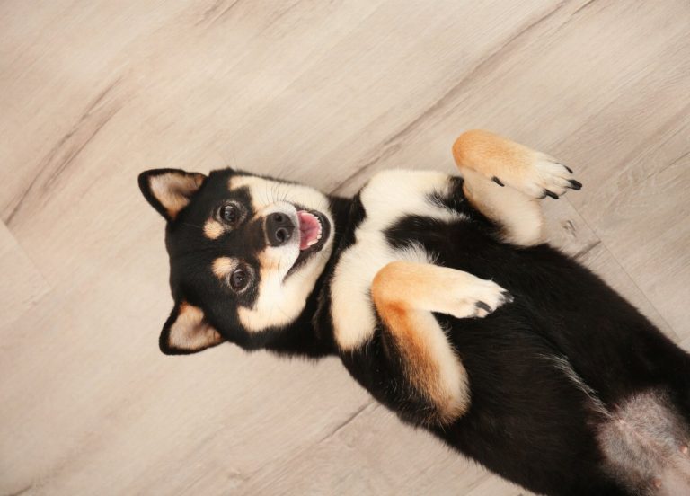 Shiba Inu : guide race de chien