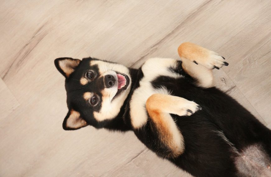 Shiba Inu : guide race de chien