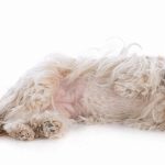 Shih Tzu : guide race de chien
