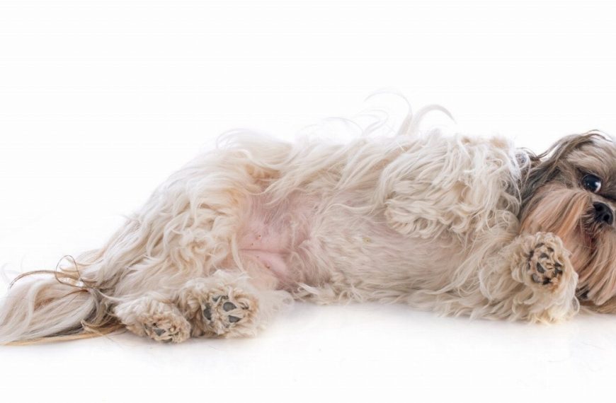 Shih Tzu : guide race de chien