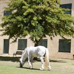 Shire : guide race de cheval