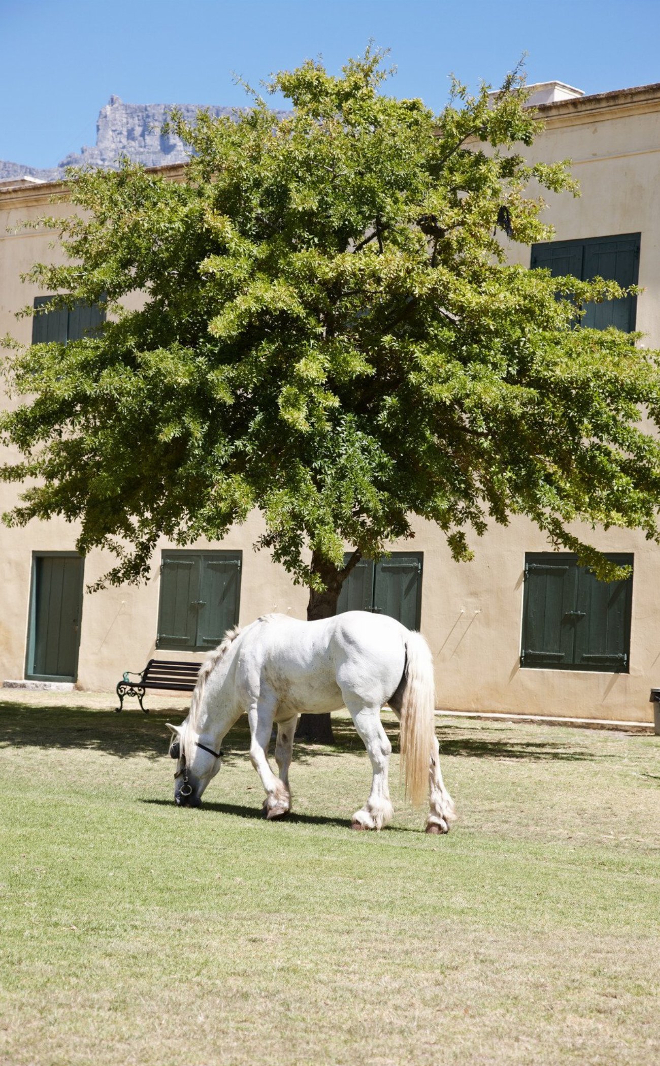 Shire : guide race de cheval