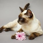 Siamois : guide race de chat