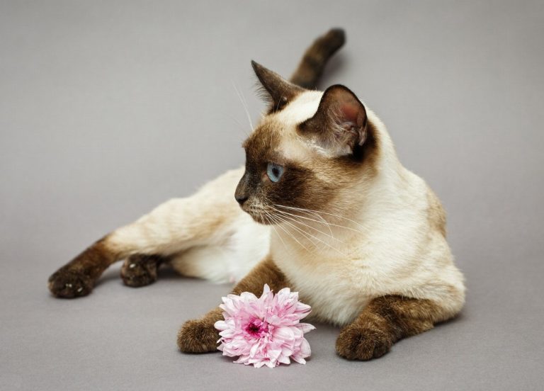Siamois : guide race de chat