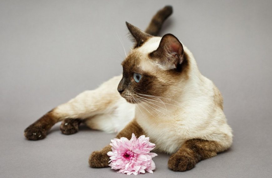 Siamois : guide race de chat