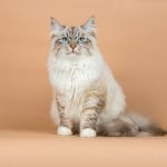 Sibérien : guide race de chat