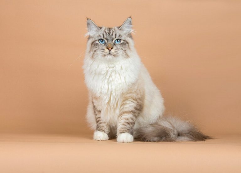 Sibérien : guide race de chat