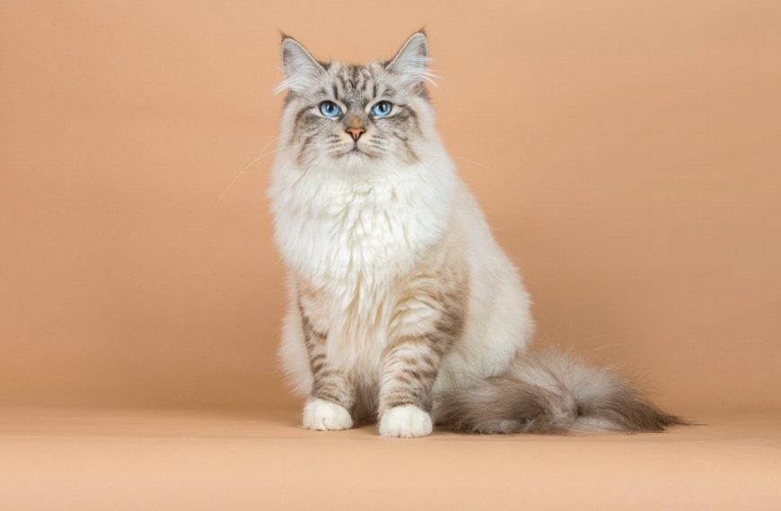 Sibérien : guide race de chat