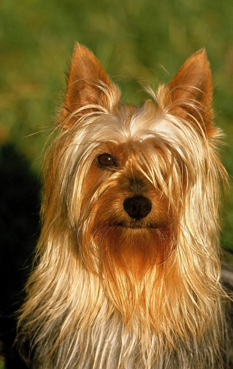 Silky Terrier : guide race de chien