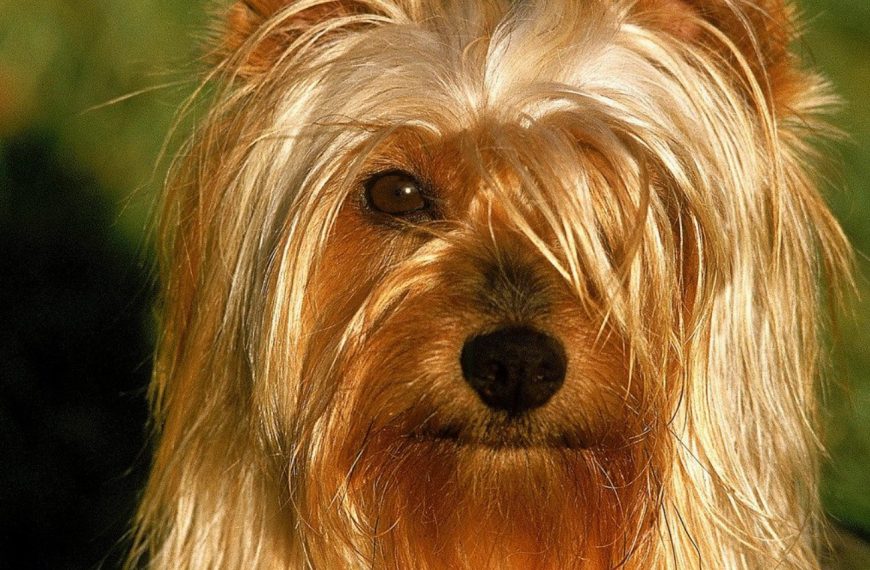Silky Terrier : guide race de chien