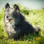 Skye Terrier : guide race de chien