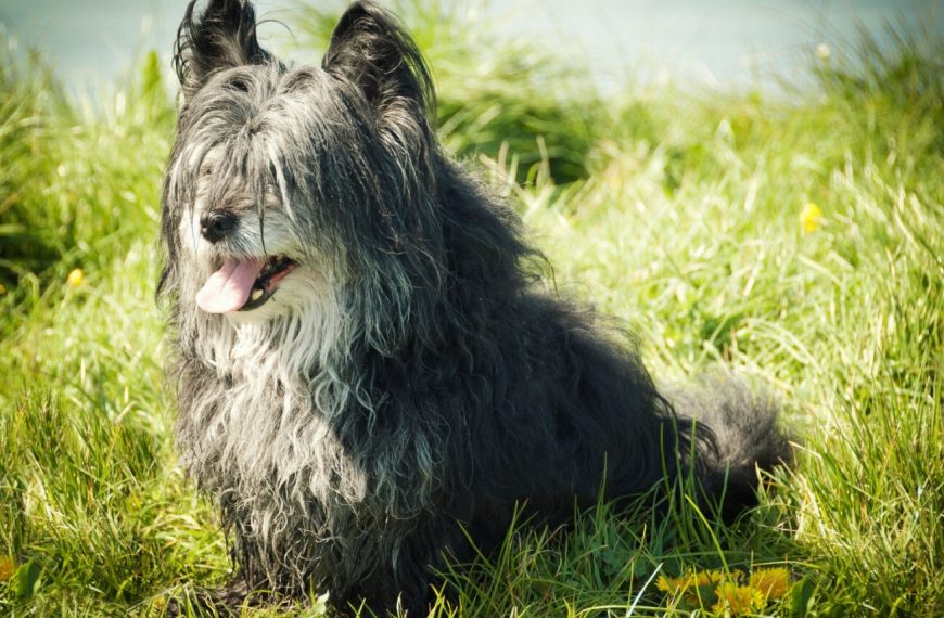 Skye Terrier : guide race de chien