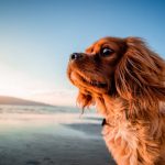 Sloughi : guide race de chien