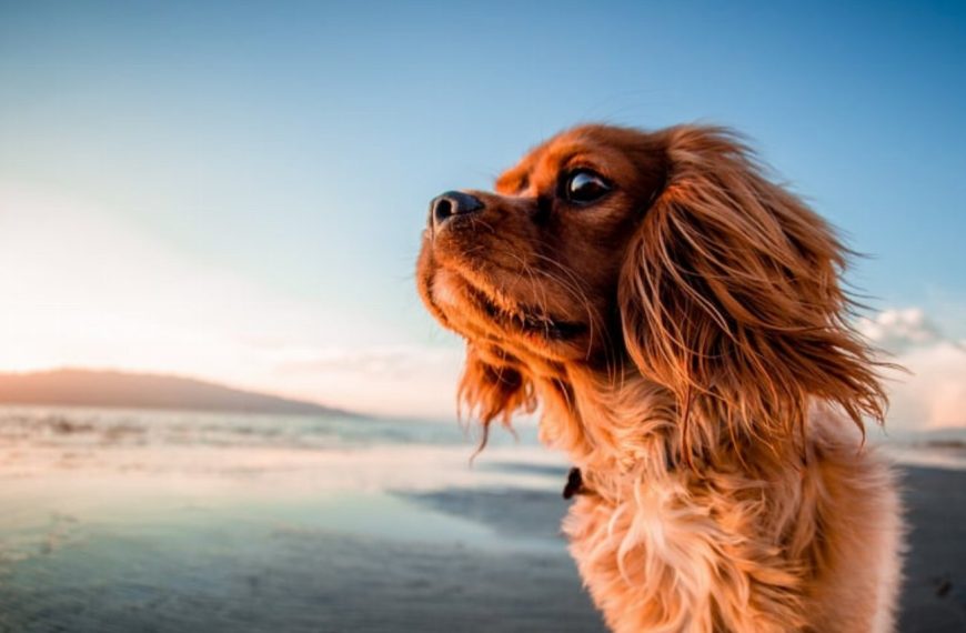 Sloughi : guide race de chien