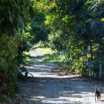 Smous des Pays-Bas : guide race de chien
