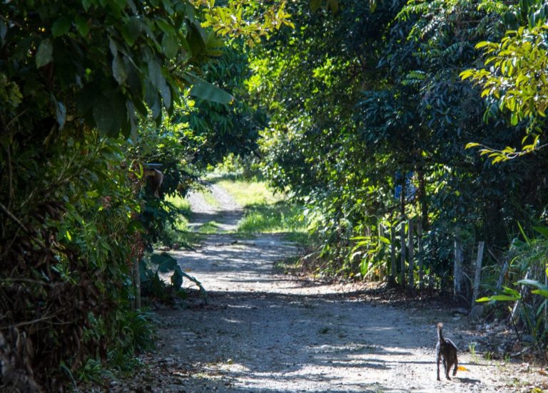 Smous des Pays-Bas : guide race de chien