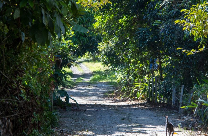 Smous des Pays-Bas : guide race de chien