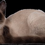 Snowshoe : guide race de chat