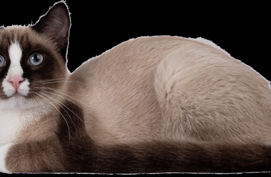 Snowshoe : guide race de chat