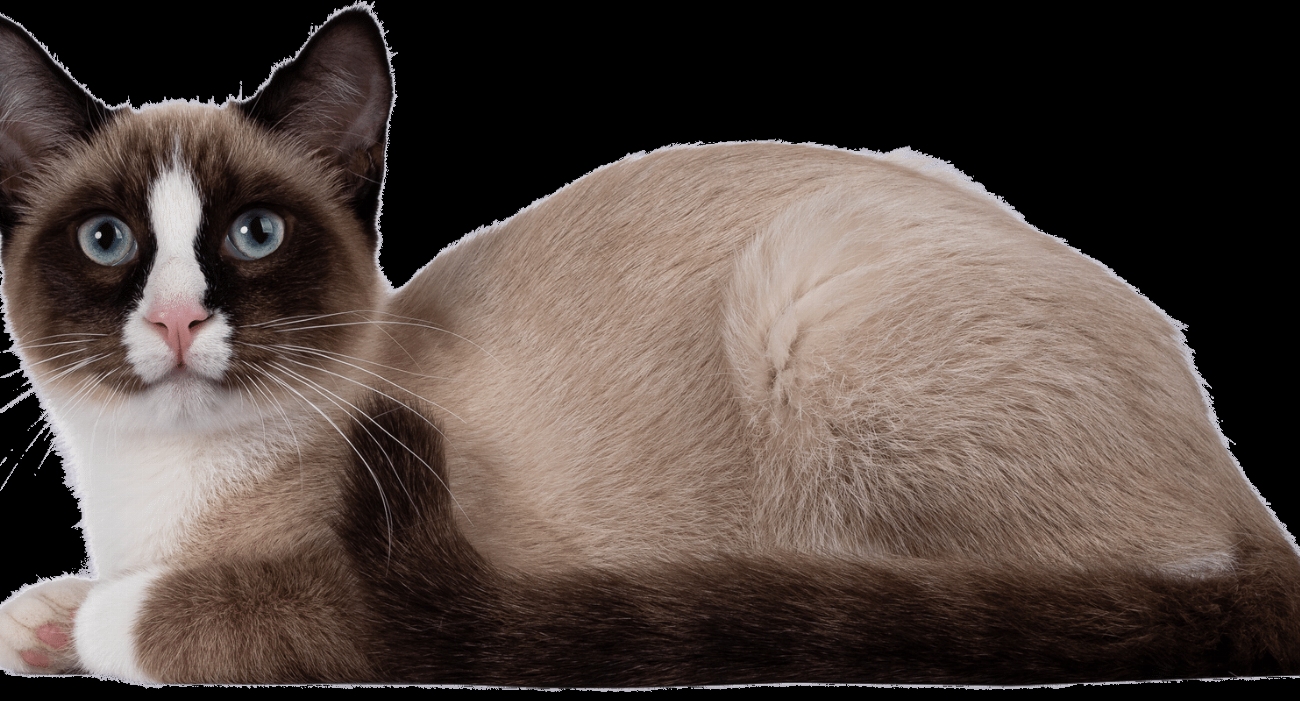 Snowshoe : guide race de chat
