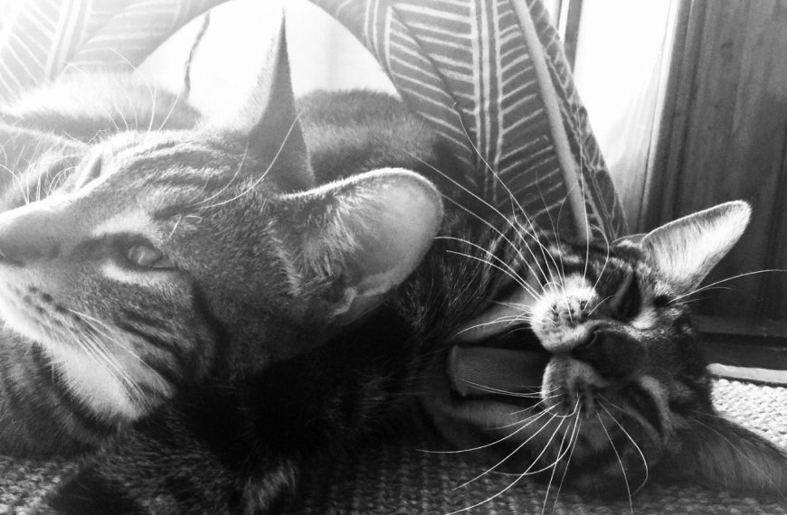 Sokoké : guide race de chat