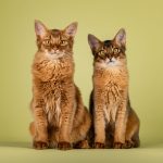 Somali : guide race de chat
