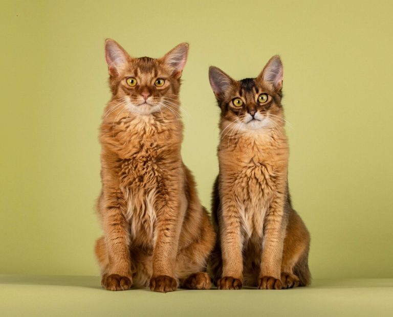 Somali : guide race de chat