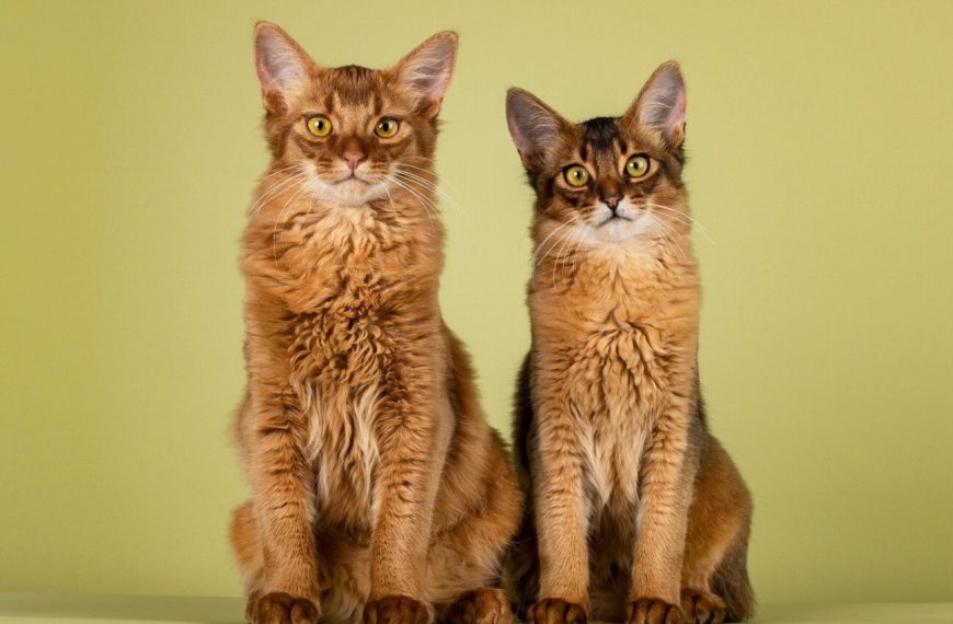 Somali : guide race de chat