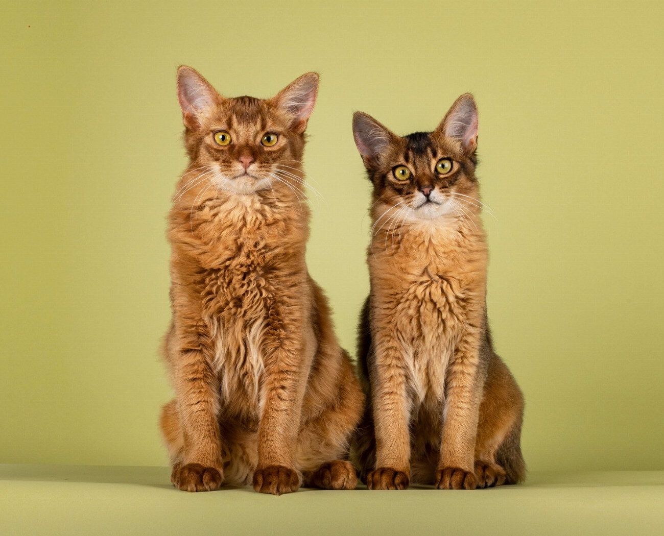Somali : guide race de chat