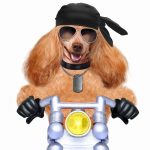 Son chien est devenu une star du métro grâce à ces astuces de voyage incroyables!