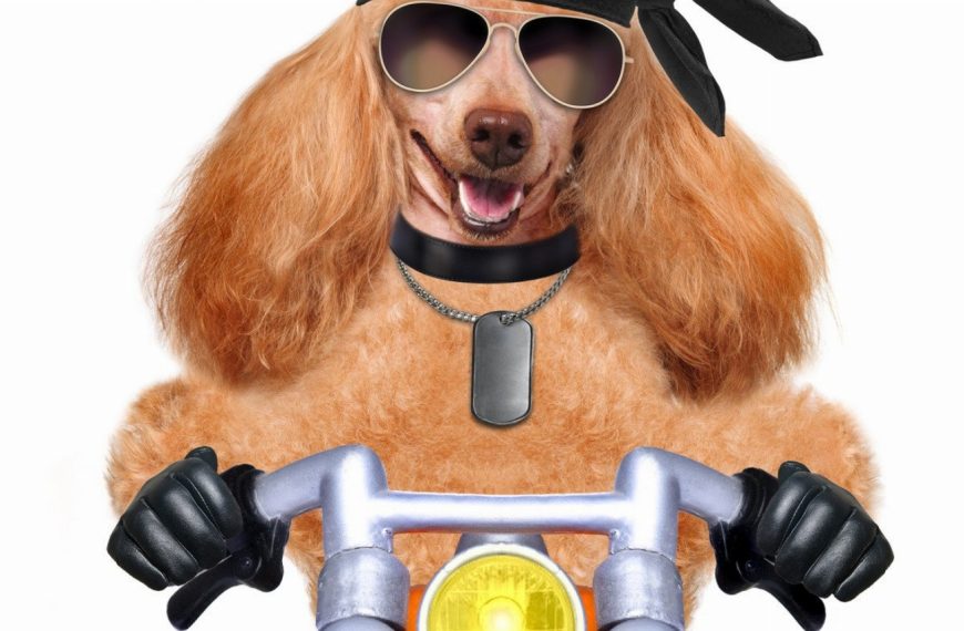 Son chien est devenu une star du métro grâce à ces astuces de voyage incroyables!